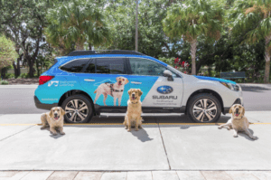 Two dogs sitting in front of a subaru car.
