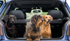 A group of dogs sitting in the back of a car.